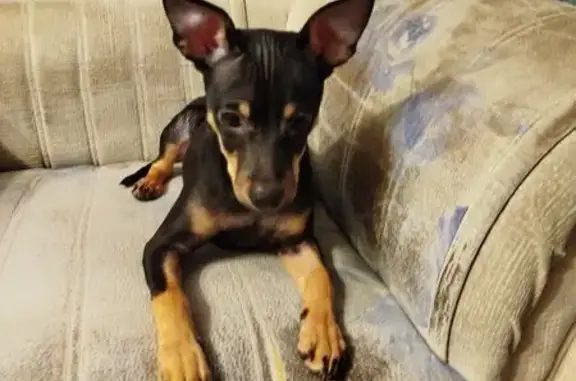 Найдена собака, Братск, фото: Собака найдена: ул. Возрождения, 34А