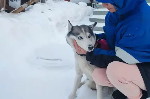 Найдена собака, Екатеринбург, фото: Найдена собака в Екатеринбурге, Свердл. обл.