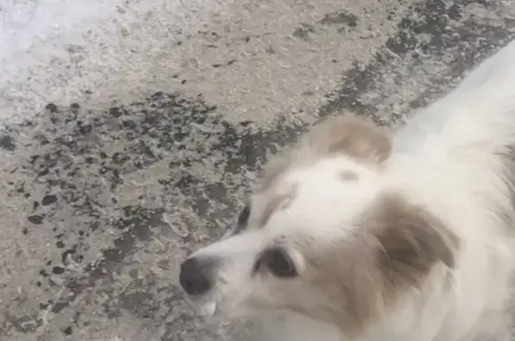 Найдена собака, Кострома, фото: Собака найдена: Кадыевский пер., 7, Кострома