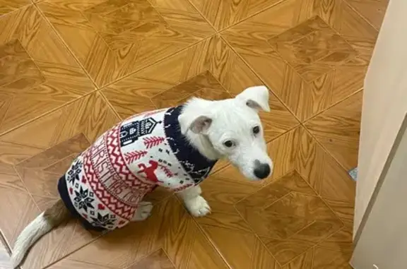 Пропала собака, Москва - photo