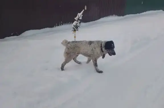 Найдена собака, Струнино, фото: Найдена собака в Струнино, Владимирская обл.