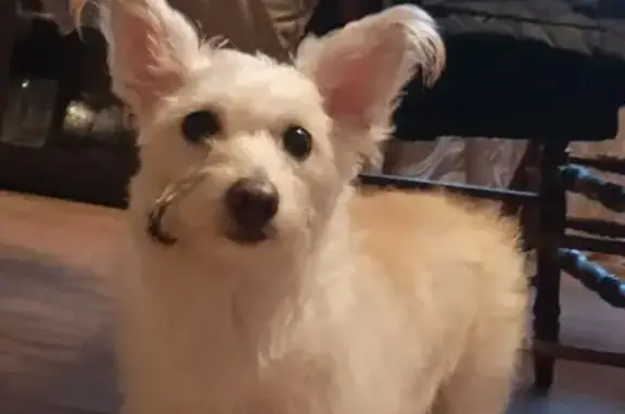 Найдена собака, Косулино, фото: Найдена собака в Косулино, Свердловская обл.