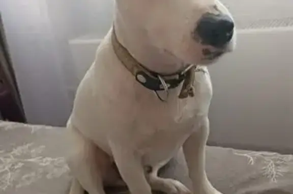 Собаки потеряшки, Глебовское, фото: Потеряшка собака, Глебовское