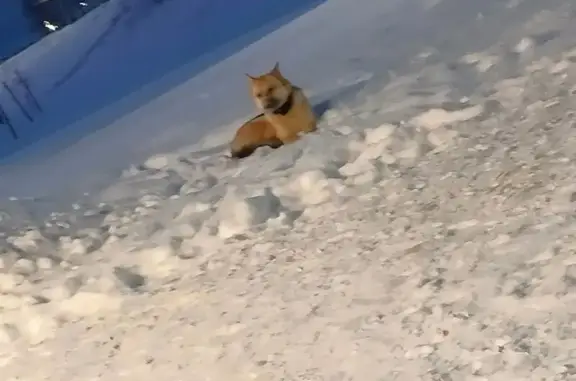 Найдена собака, Уфа, фото: Найдена собака, Уфа