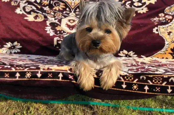 Пропала собака, Чернушка - photo