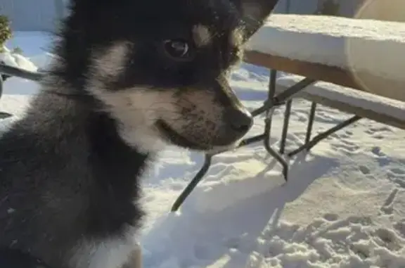 Пропала собака, Ташла - photo