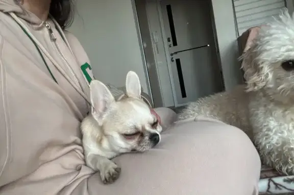 Найдена собака, Краснодар, фото: Собака найдена: ул. Будённого, Краснодар