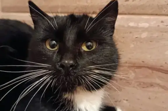 Найдена кошка, Оболенское, фото: Кошка найдена, Оболенское, Калужская обл.