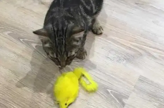 Пропала кошка, Юбилейная ул. 50, Владимир - photo