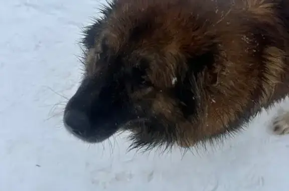 Найдена собака, Калининград, фото: Собака найдена на ул. В. Денисова, 12
