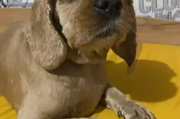 Пропала собака, Ульяновск - photo