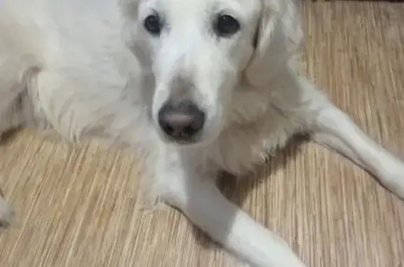 Найдена собака, Тамбов, фото: Лабрадор найден: МЖК, 68Н-073, Тамбов