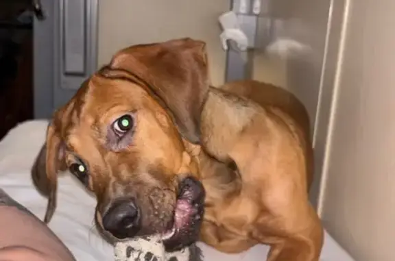 Пропала собака, Лобва - photo