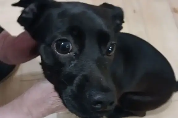 Найдена собака, Москва, фото: Собака найдена у метро Рязанский проспект