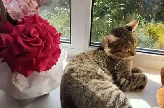 Пропала кошка в Куюках, Татарстан - photo