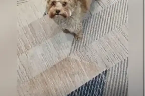 Пропал йоркширский терьер, Омск, Карла Маркса 43А - photo