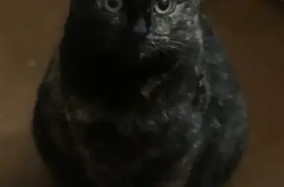 Пропала кошка, Иваново - photo