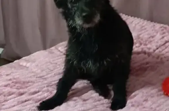 Пропала собака, Архангельск - photo