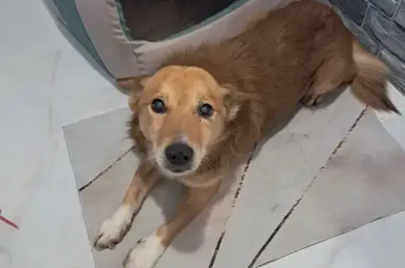 Найдена собака, Сенгилей, фото: Найдена собака, Октябрьская ул., Сенгилей