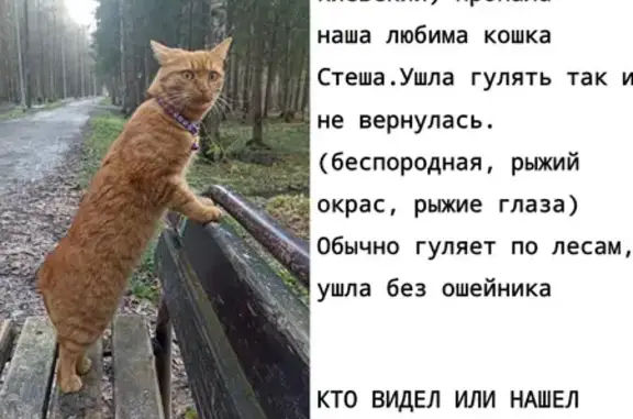 Пропала кошка, Киевский - photo