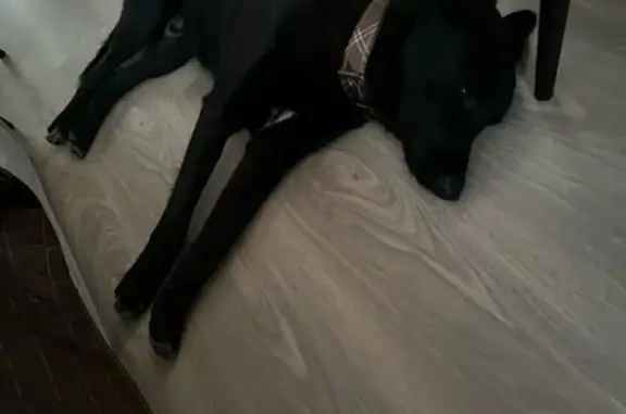 Найдена собака, Ям, фото: Собака найдена: Школьная ул., Ям