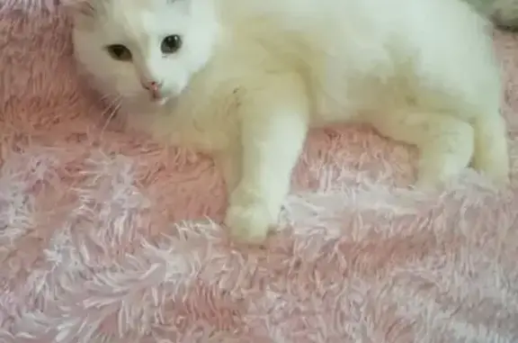 Пропал белый кот, Московская у...