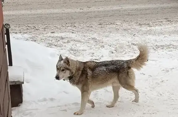 Пропала собака, Калуга - photo