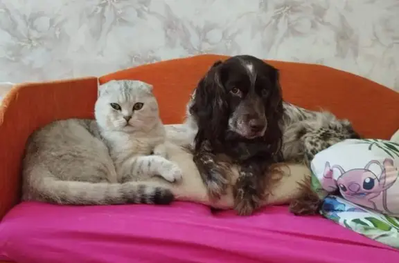 Пропала собака, Советск - photo