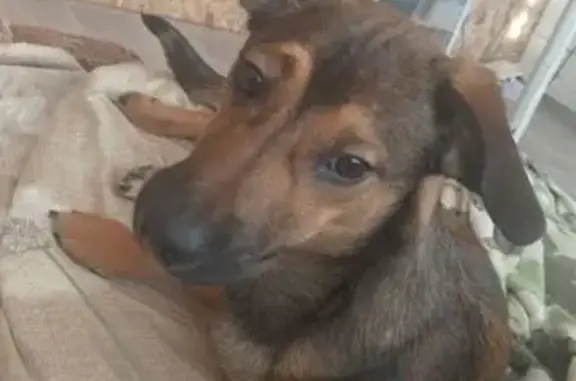 Пропала собака, Нылга - photo