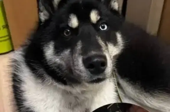 Найден щенок, Краснодарская ул. 15, Хабаровск - photo