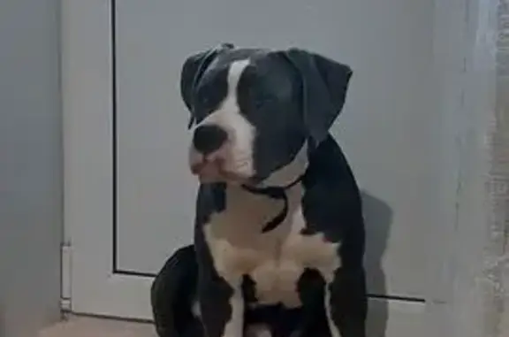 Пропала собака, Благовещенское - photo