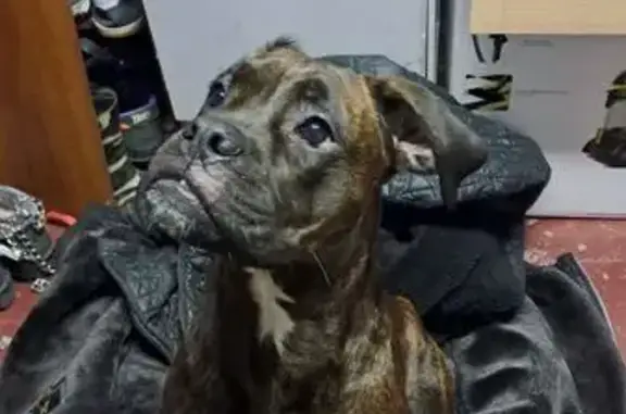 Найдена собака, Барнаул, фото: Тигровая собака найдена: Денисова, 68