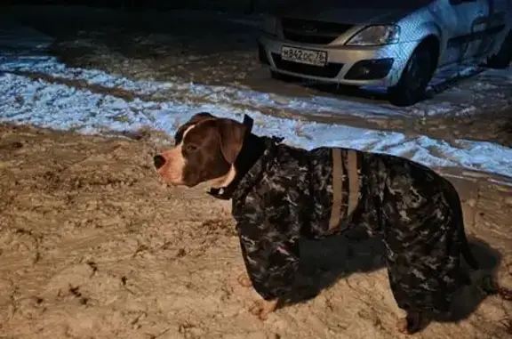 Пропала собака, Благовещенское - photo