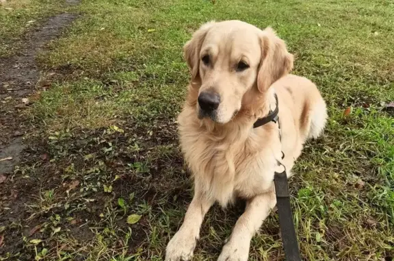 Пропала собака, Красное - photo