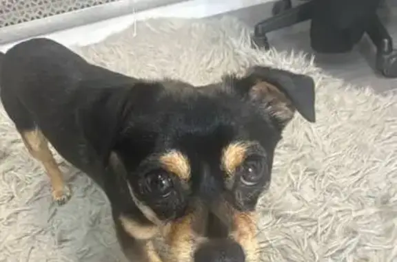 Пропала собака, Краснодар - photo