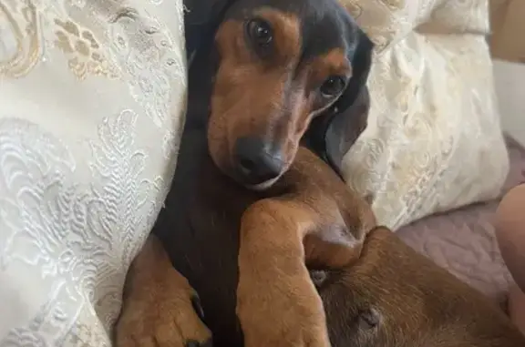 Пропала собака, Колмогорово - photo