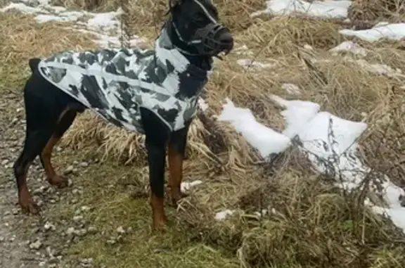 Пропала собака, Никольское - photo