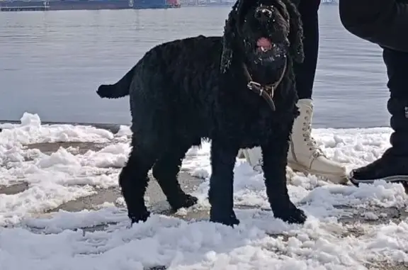 Пропала собака, Находка - photo