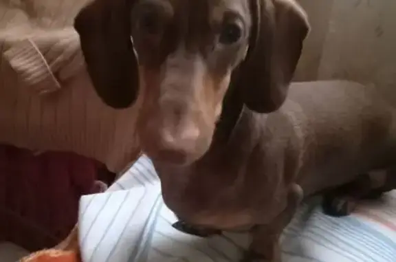 Пропала собака, Лисинское - photo