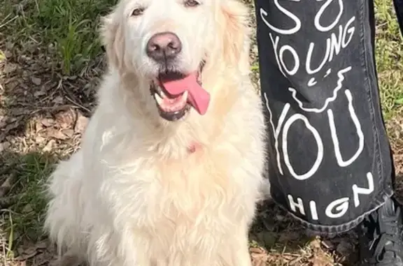 Пропала собака, Тамбов - photo