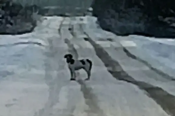 Найдена собака, Масюгино, фото: Собака с ошейником, Масюгино 46Н-03768