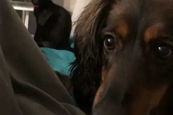 Пропала собака, Великий Новгород - photo