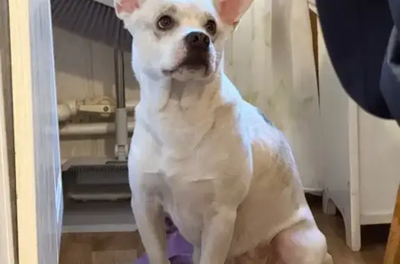 Найдена собака, Пушкино, фото: Найдена собака, Пушкино