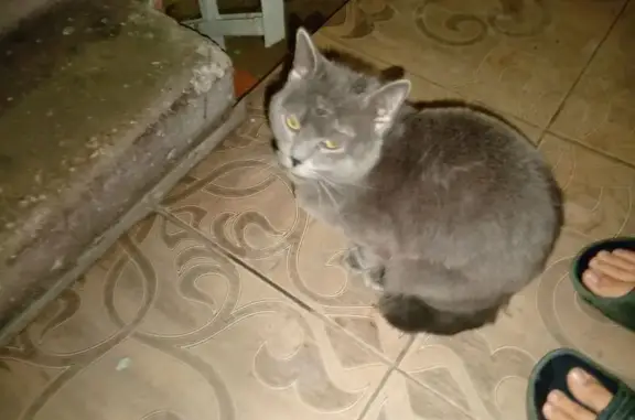 Найдена кошка, Балашиха, фото: Найдена кошка, Балашиха