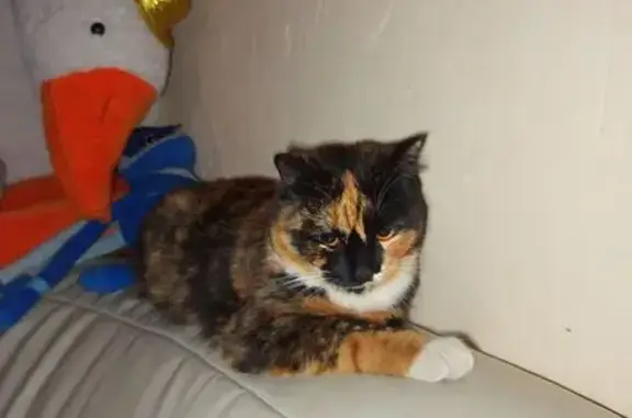 Кошки потеряшки, Светлый, фото: Потеряшка кошка, Светлый