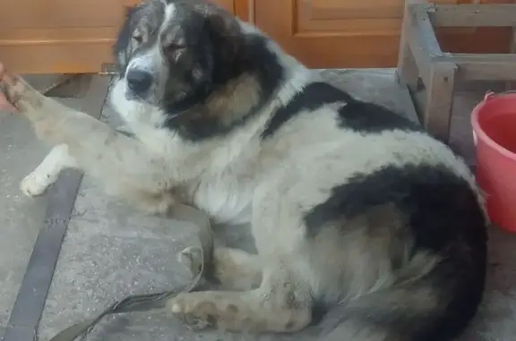 Пропала собака, Самара - photo