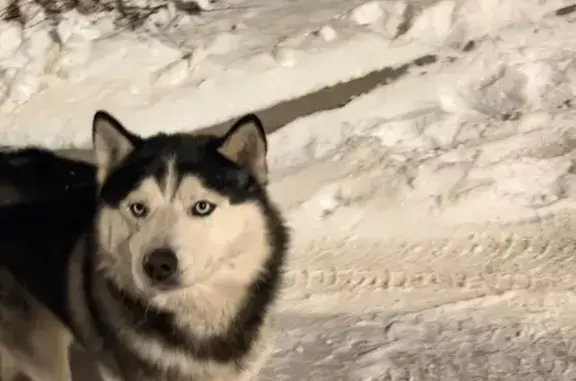 Найдена собака, Темерницкий, фото: Найдена собака, Темерницкий