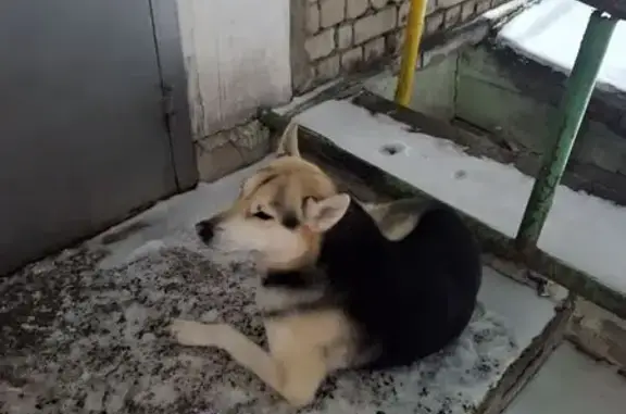 Найдена собака, Дзержинск, фото: Собака найдена, ул. Марковникова 23, Дзержинск