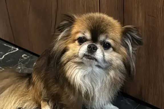 Собаки потеряшки, Дрожжино, фото: Потеряшка собака, Дрожжино