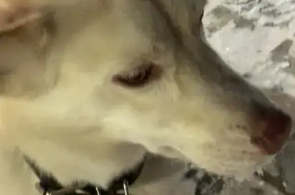 Объявления о пропавших и найденных животных, Нерюнгри, фото: Светлая собака найдена: Дружбы Народов 19/1